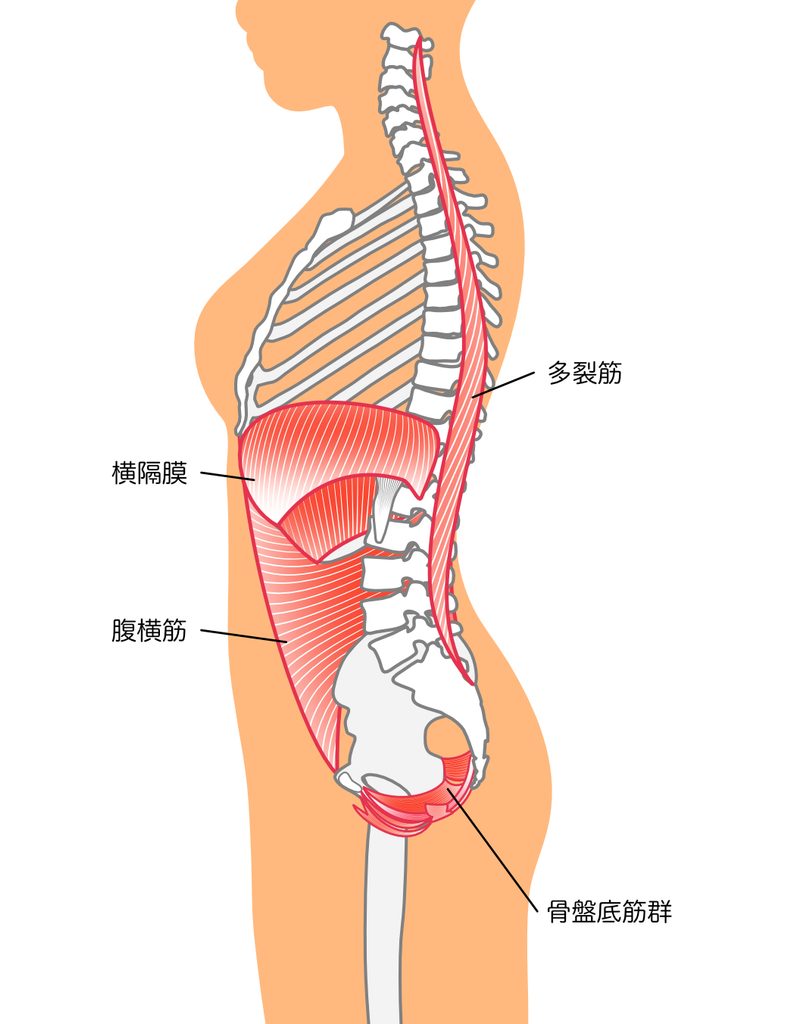 インナーユニットと腹圧