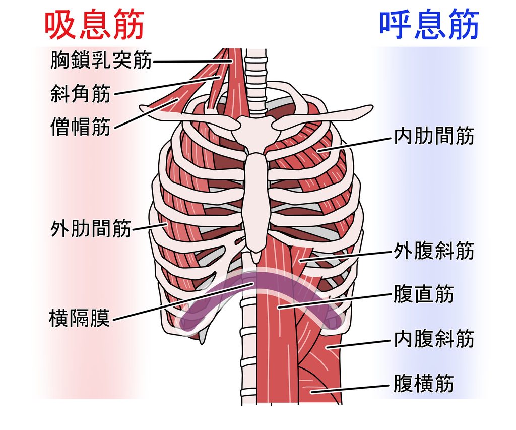 呼吸筋